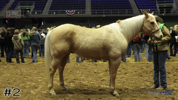 Geldings class from 2024 San Antonio Horse thumbnail