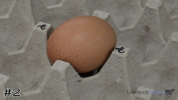 Egg#2