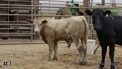 Steer#1