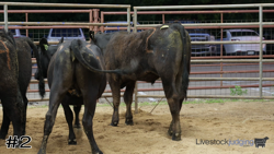 Steer#2