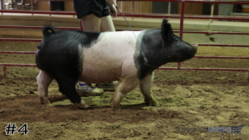Breeding Gilts class from 2024 Texas FFA thumbnail