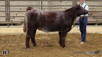 Breeding Heifers class from 2024 State Fair of Texas Collegiate thumbnail