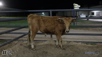Feeder Cattle class from 2024 Waller FFA thumbnail