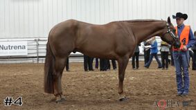AQHA #10