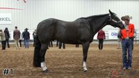 Horse#1