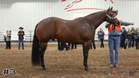 Horse#3