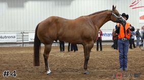 AQHA #11