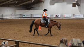 AQHA #7