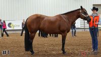 Horse#1