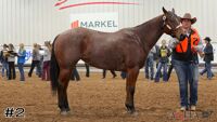 Horse#2