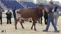 Cow#1