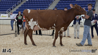 Cow#4