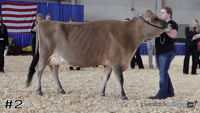 Cow#2