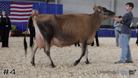 Cow#4
