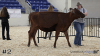 Heifer#2