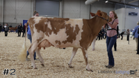 Cow#2