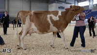 Cow#3