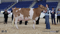 Cow#4