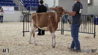 Heifer#1