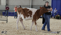 Heifer#2