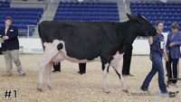 Cow#1