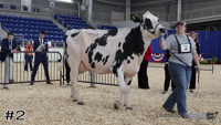 Cow#2