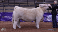 Steer#1