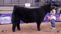 Steer#2