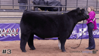 Steer#3