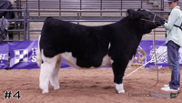 Steer#4