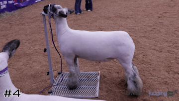 Market Lambs class from 2025 American Royal Collegiate thumbnail