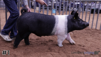Hog#1