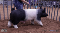 Hog#2