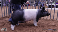 Hog#3