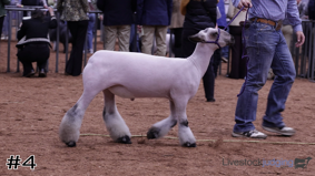 American Royal #14