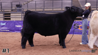 Steer#1