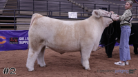 Steer#2
