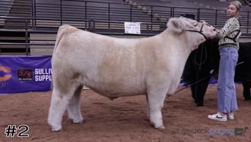 Market Steers class from 2025 American Royal Collegiate thumbnail