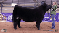 Steer#3