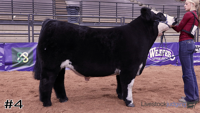Steer#4