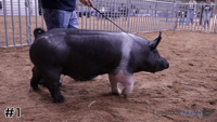 Hog#1
