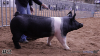 Hog#2