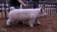 Hog#2