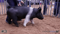 Hog#3