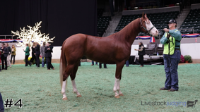 Arabian #10