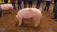 Hog#1