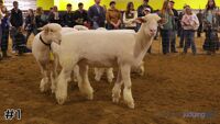 Ewe#1