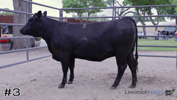 Breeding Heifers class from 2025 California FFA thumbnail