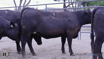 Breeding Heifers class from 2025 California FFA thumbnail