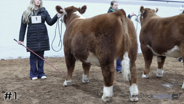 Market Steers class from 2025 Jarold Callahan Cattlemens Congress thumbnail